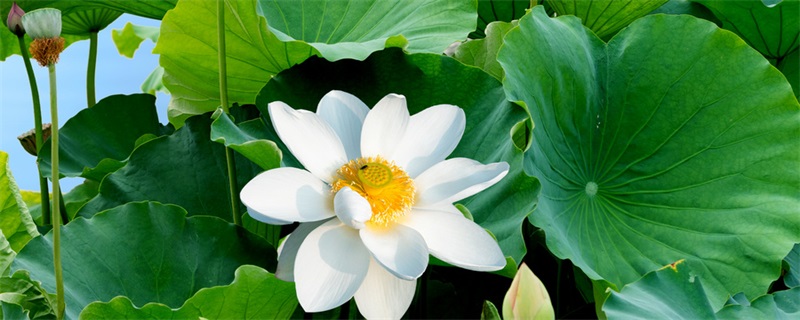 白莲花是什么意思 白莲花的意思