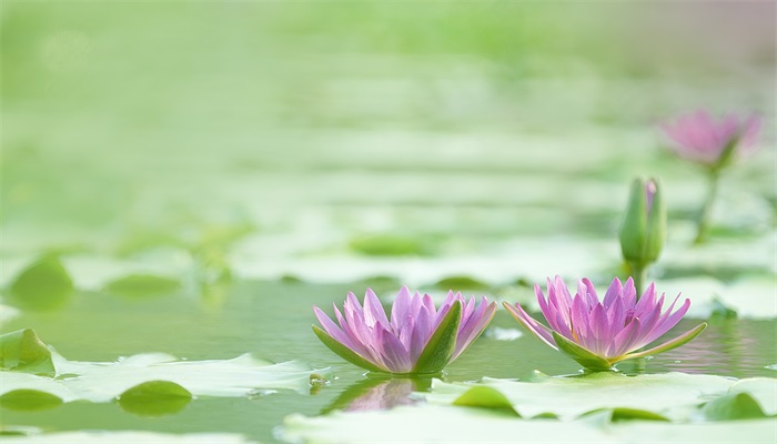白莲花是什么意思 白莲花的意思