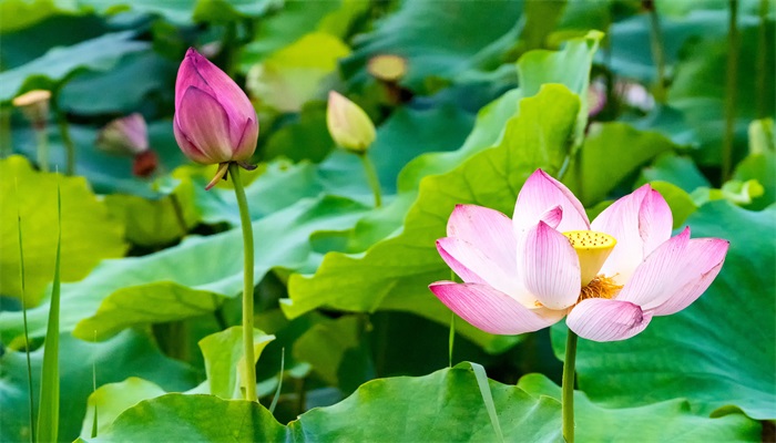 白莲花是什么意思 白莲花的意思