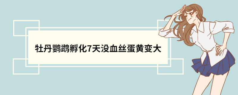 牡丹鹦鹉孵化7天没血丝蛋黄变大
