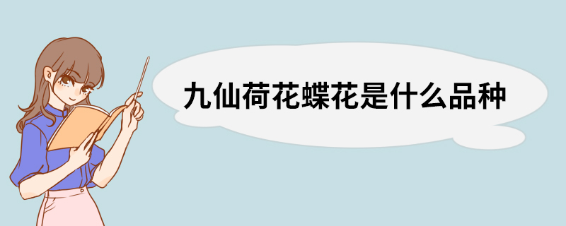 九仙荷花蝶花是什么品种