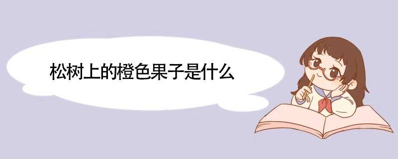 松树上的橙色果子是什么