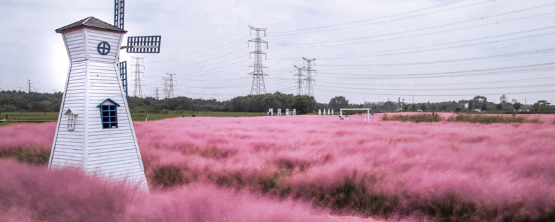 八卦州粉黛乱子草在什么位置