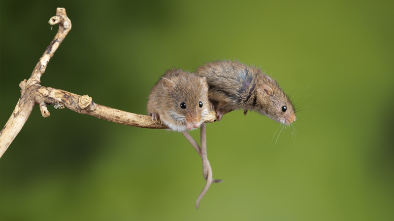 黑夜无边指什么生肖