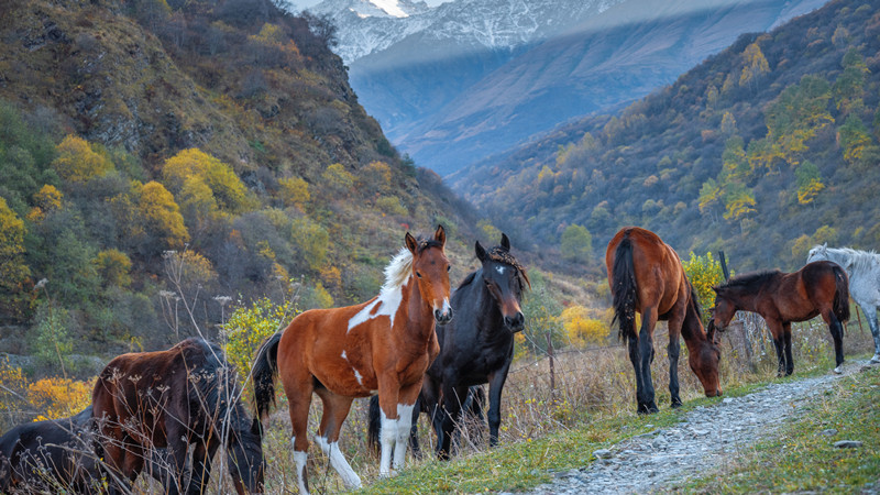 半夜偷油的动物是什么生肖