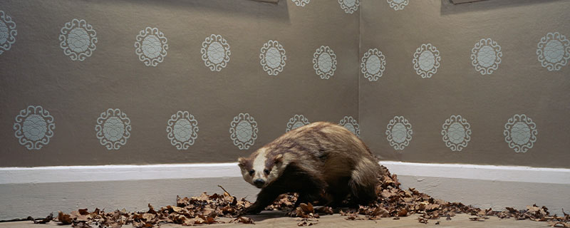 猪獾是不是保护动物,猪獾是属于保护动物吗