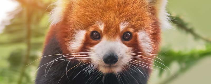 小熊猫是什么科的动物说明,小熊猫是什么科的动物介绍