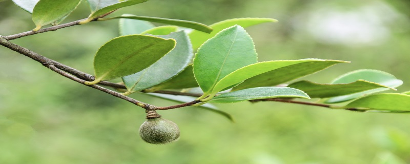 茶油和苦茶油有啥区别,茶油和苦茶油有什么差别