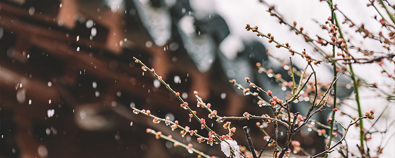 花中四君子指的是什么,花中四君子是说什么