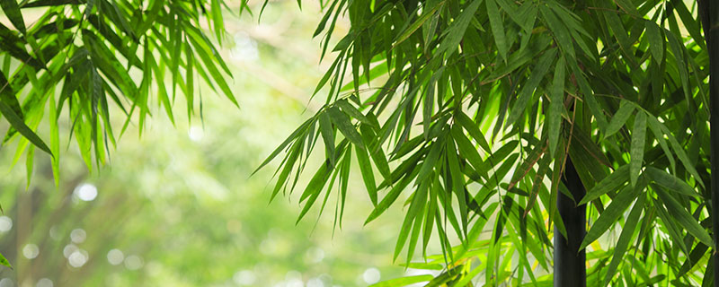 花中四君子指的是什么,花中四君子是说什么