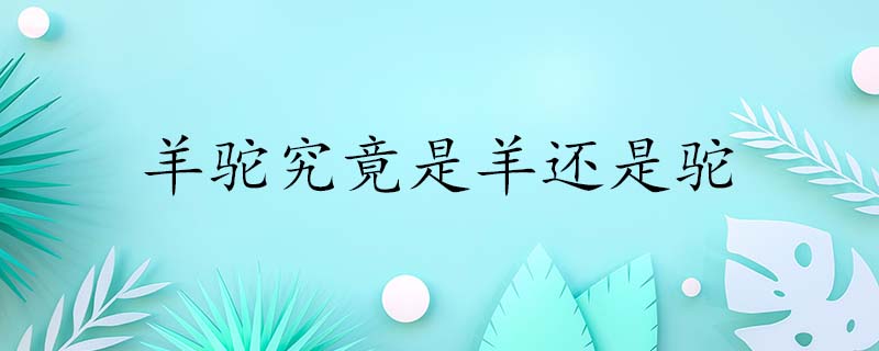 羊驼究竟是羊还是驼