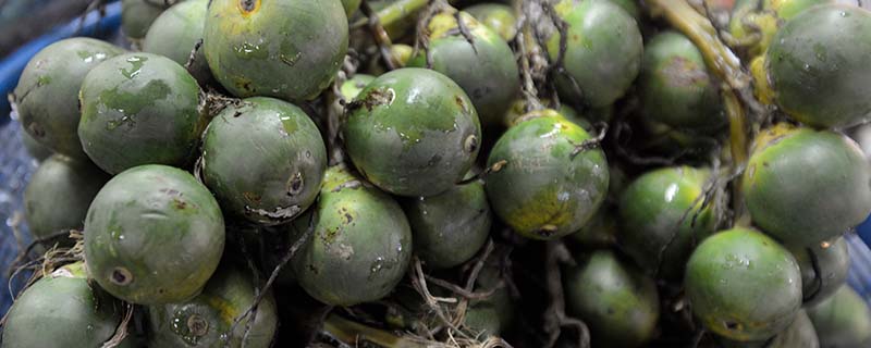 网上说槟榔是什么意思