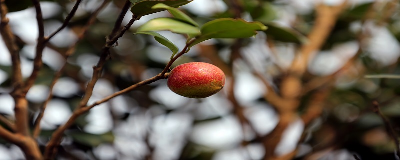 茶油和苦茶油有什么区别