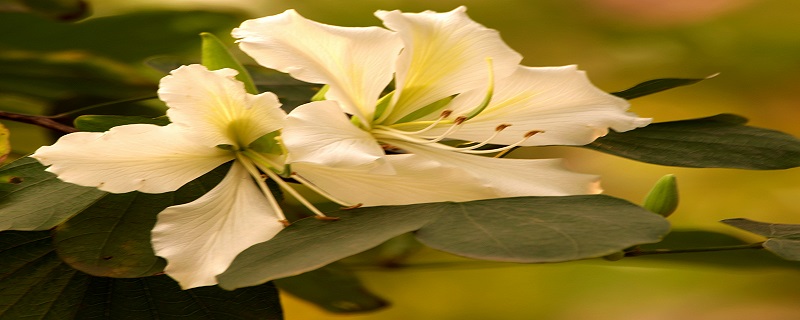 痒痒树名字的来历