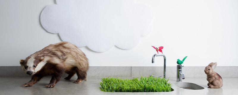 猪獾属于保护动物吗