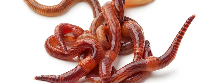 下雨前蚯蚓有哪些表现