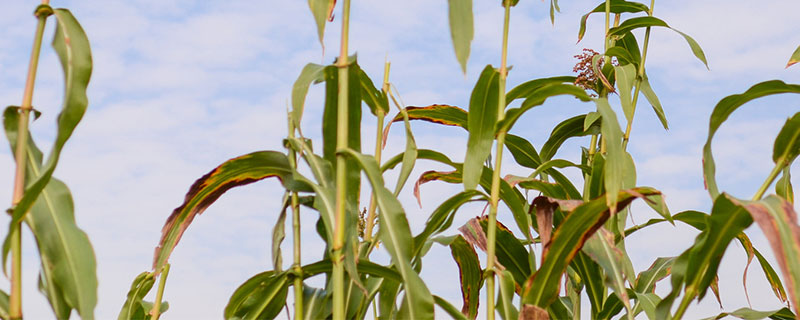 甜杆是高粱杆吗