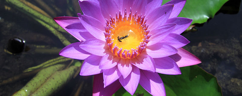 蓝莲花的花语是什么