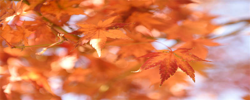 香山红叶什么时候红