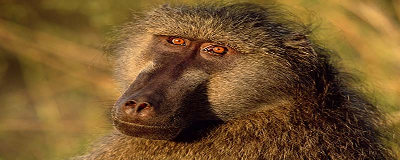 猴子和狒狒的区别