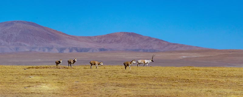 可可西里有海吗