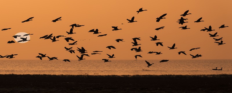 大雁的寓意与象征