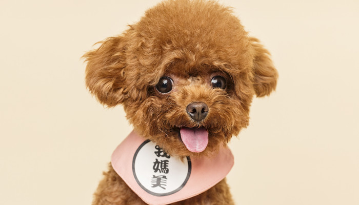 买性本善的动物指什么生肖